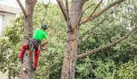 Tulsa Tree Service And Removal image 2